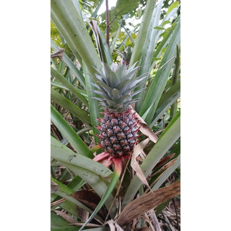 

NANAS MUDA/DANAS NGORA