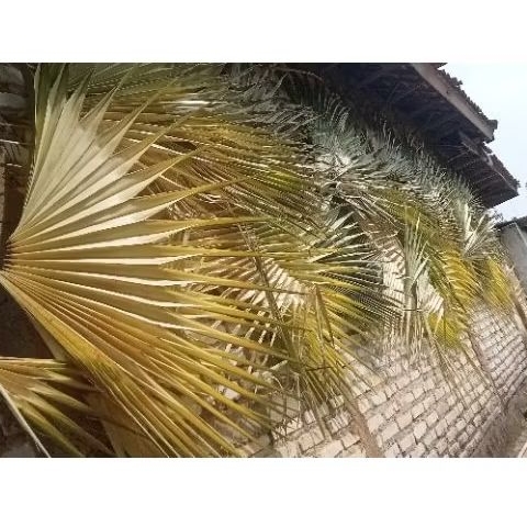 

Daun Lontar Muda Basah Fresh 1 Pucuk Full