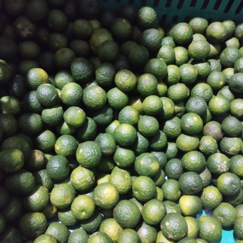 

1 Kg Limo segar