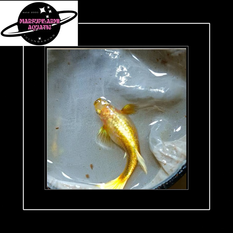 free packing betina guppy super gold full telur