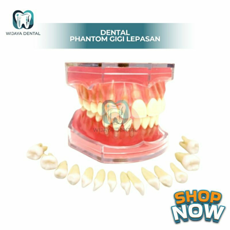 DENTAL PHANTOM GIGI TIRUAN LEPAS PASANG / MODEL STUDY REPLIKA GIGI LEPASAN LEPAS PASANG / PHANTOM RE