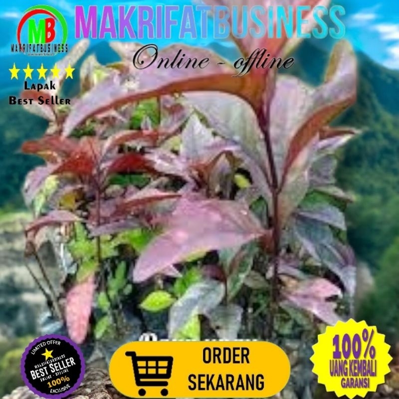 

MAKRIFATBUSINESS Paket 1 Pcs STEK DAUN UNGU Graptophyllum pictum Daun Ambeyen Herbal Alami Penyembuh Amneyen Rematik