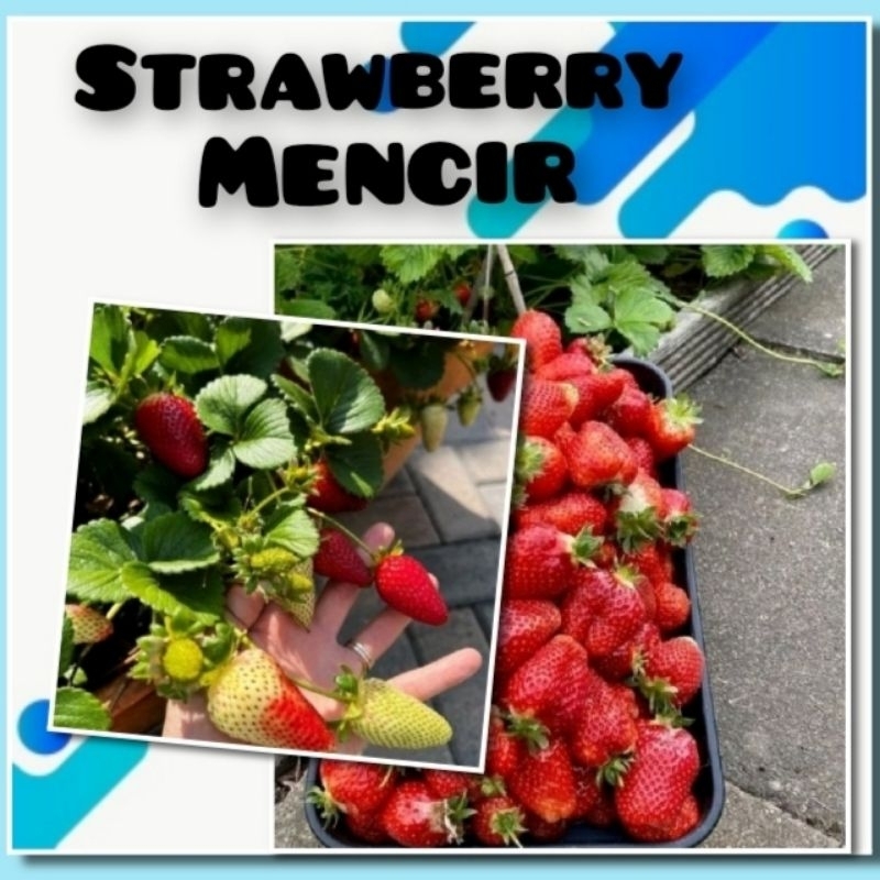 Benih Strawberry Mencir Dataran Rendah Bibit Tanaman Buah