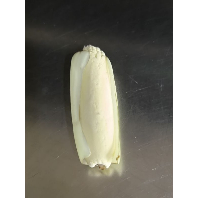 

Terubuk/telor tebu organik 10pcs