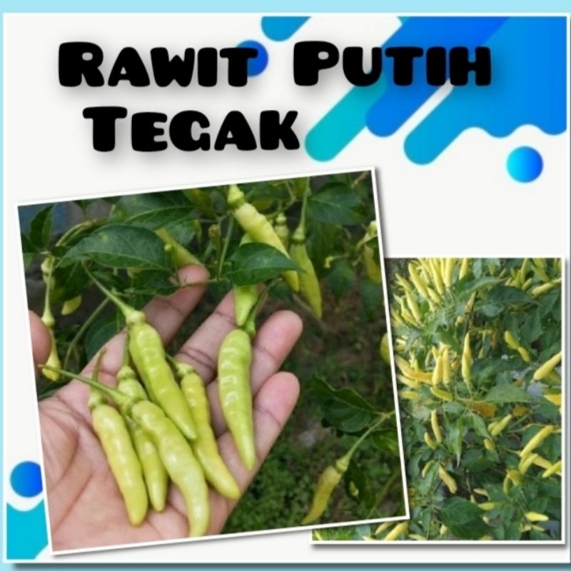 Benih Cabe Rawit Putih Tegak Bibit Cabai Unggul