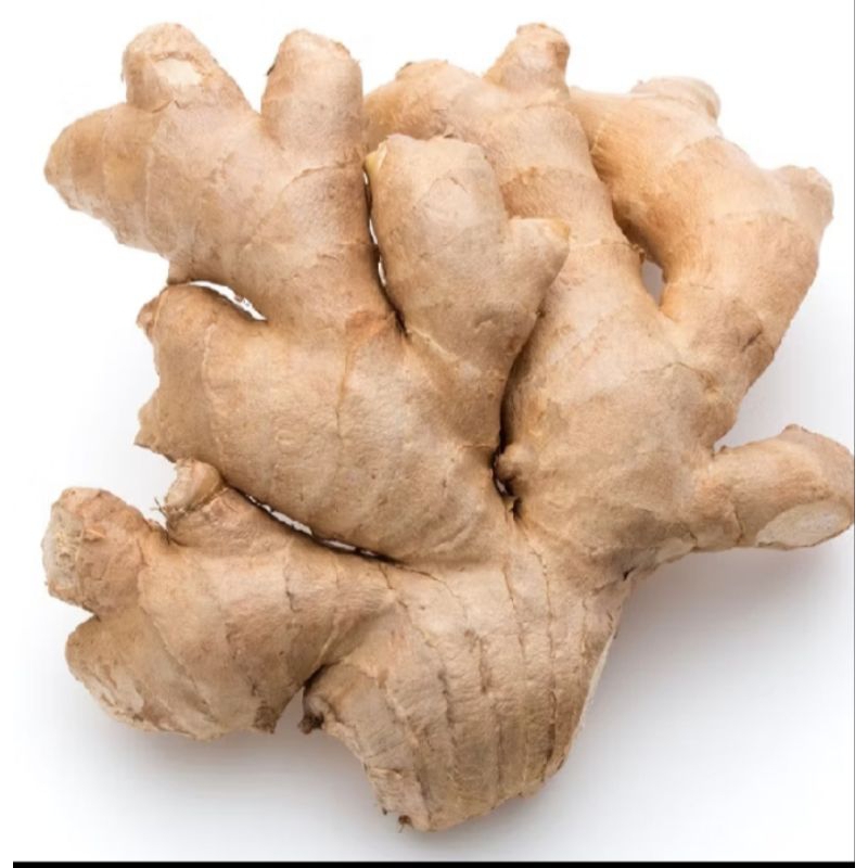 

Jahe gajah /jahe putih ukuran jumbo 1kg