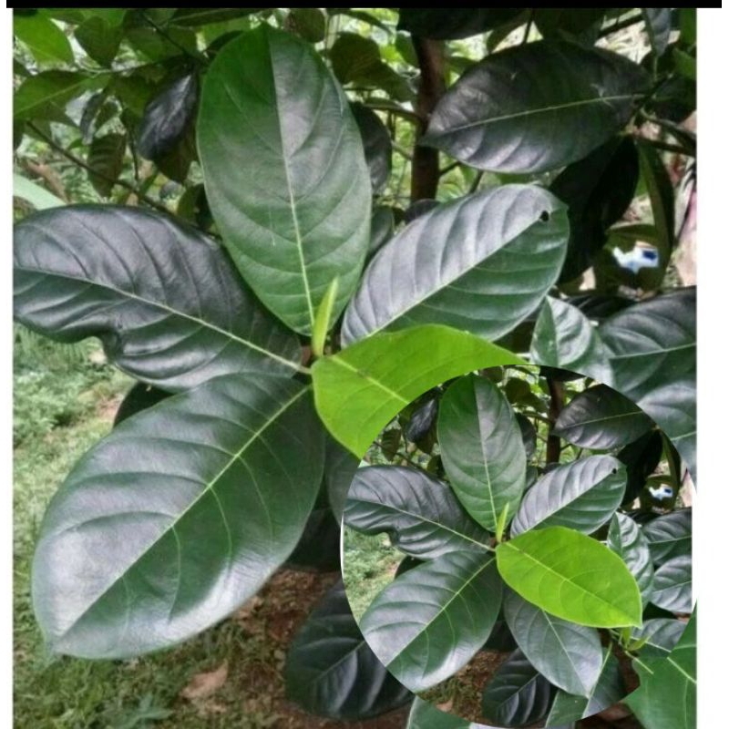 

daun nangka segar 100 lembar