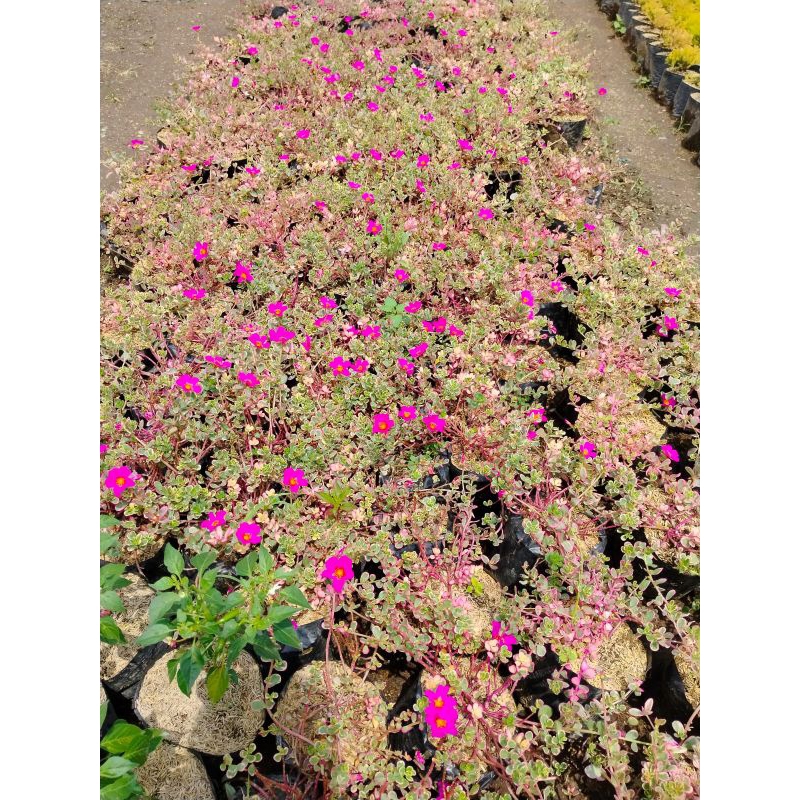 Tanaman Hias Krokot Varigata Cincin pink