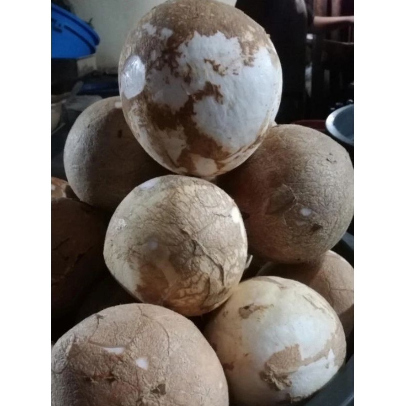 

Buah Kelapa Parut Buat Santan Dan Masak Buah Masih Utuh Belum Di Giling Halus