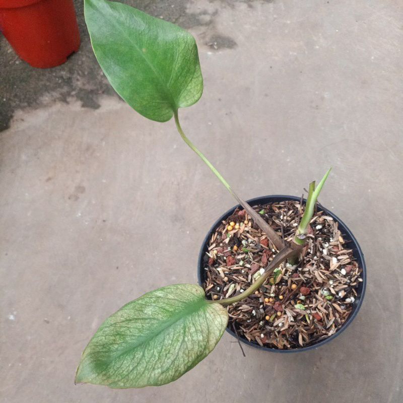 monstera white monster