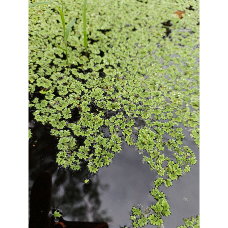 BIBIT AZOLA PAKAN TERNAK 1 KILO