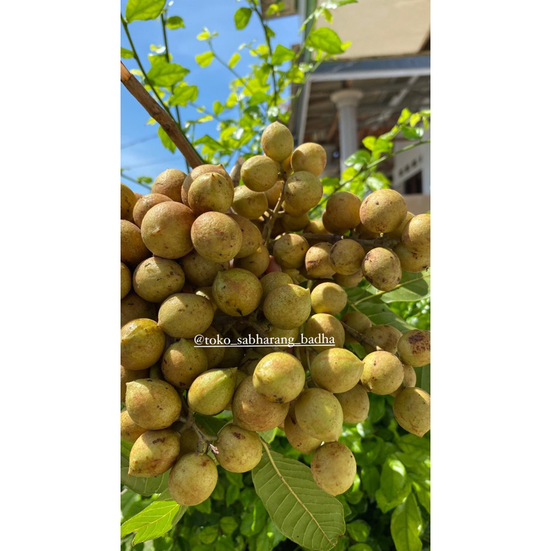 

KOSAMPIH buah musiman madura kemasan 1kg ( free petis kecil )