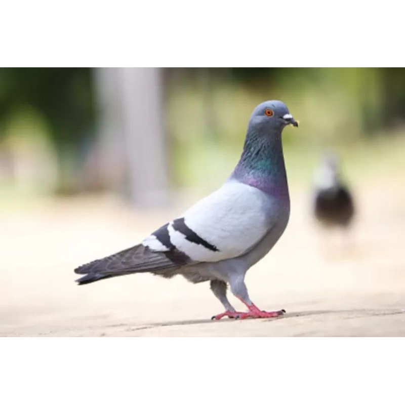 burung merpati megan betina