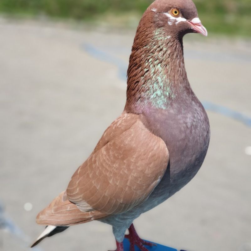 burung merpati gambir jantan