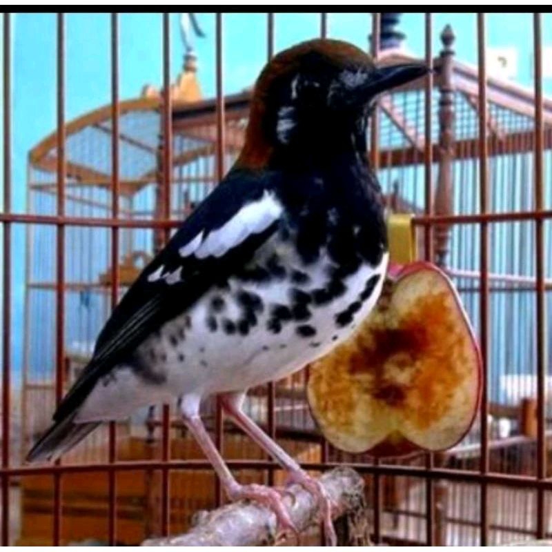 BURUNG ANIS KEMBANG JANTAN BAHAN