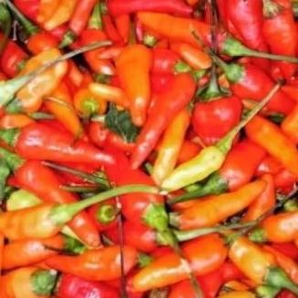 

cabe rawit merah 100gr