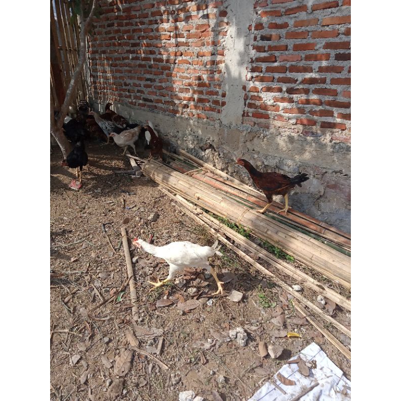 

ayam kampung asli ukuran 1,2 kg sudah dibersihkan,dapat ati ampela