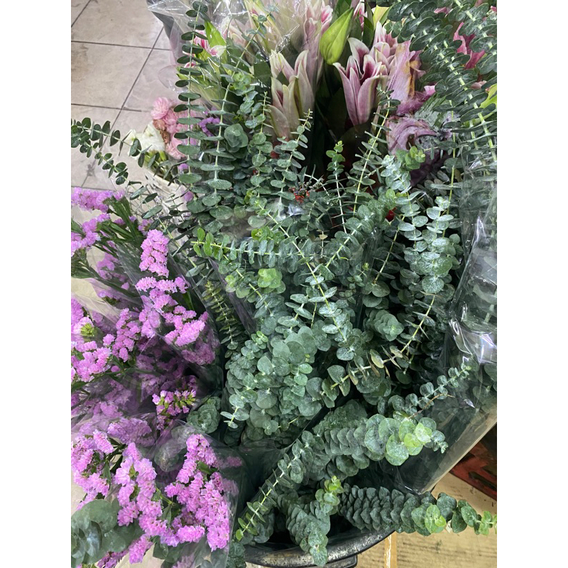 Daun Eucalyptus Baby blue / silver dollar segar