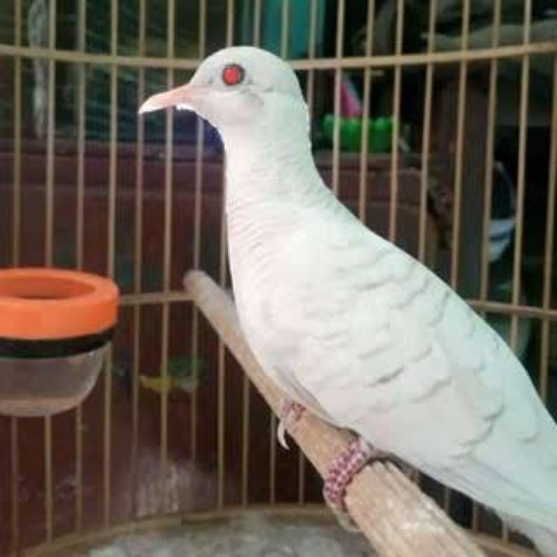 PERKUTUT PUTIH MATA MERAH GACORAN / RAJIN BUNYI