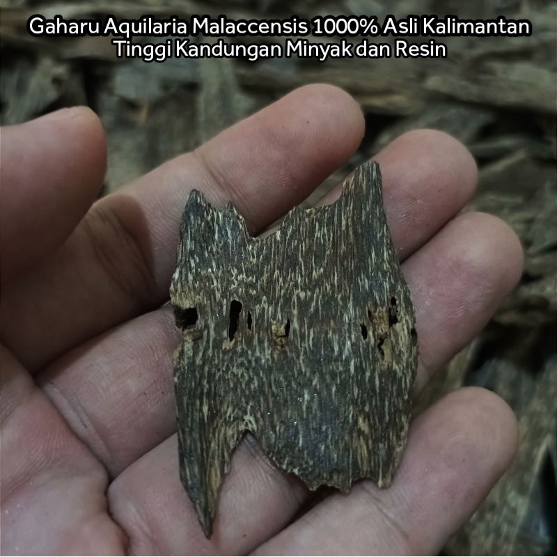(DISKON TERMURAH) Kayu Gaharu Super Aquilaria Malaccensis Gaharu Angkaras Kwalitas Arab Gaharu Asli 