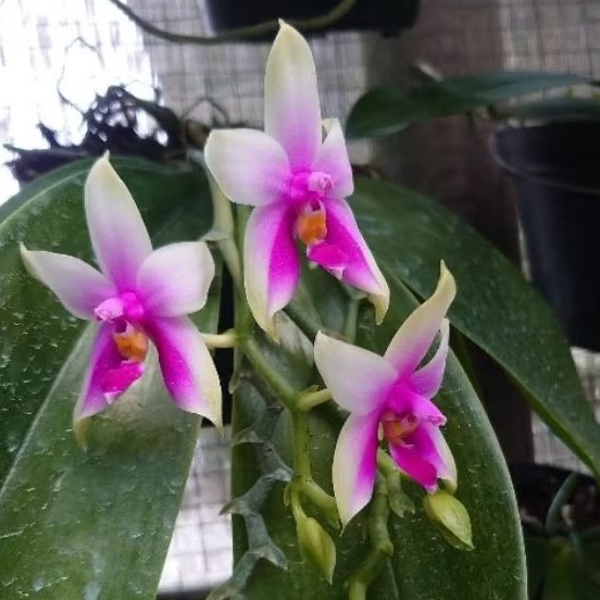 Phalaenopsis bellina spesies