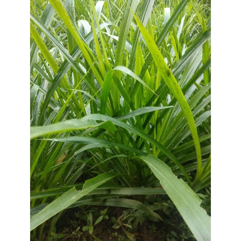 

jual daun jaring segar 300 grm obat herbal alami