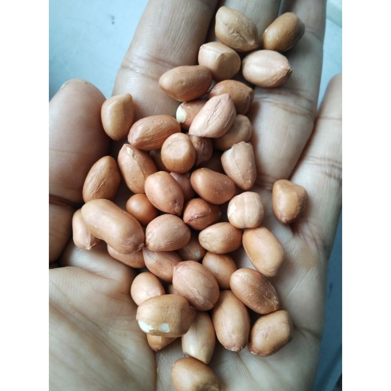 

KACANG KUPAS LOKAL TUBAN//KACANG OCE//KACANG SAMBEL//KACANG TANAH