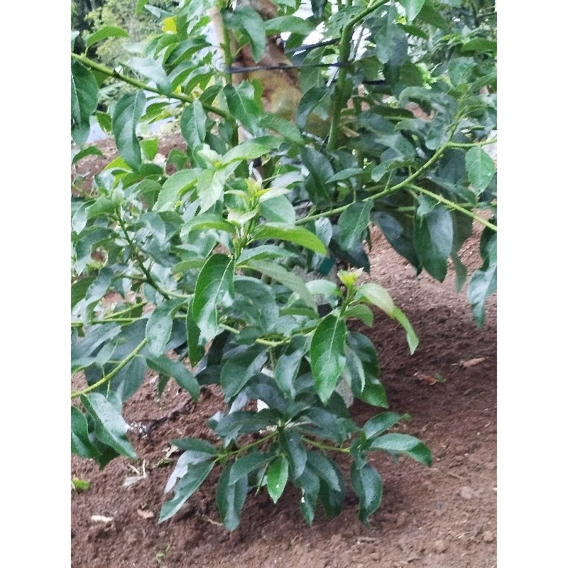 Entres alpukat SAB034