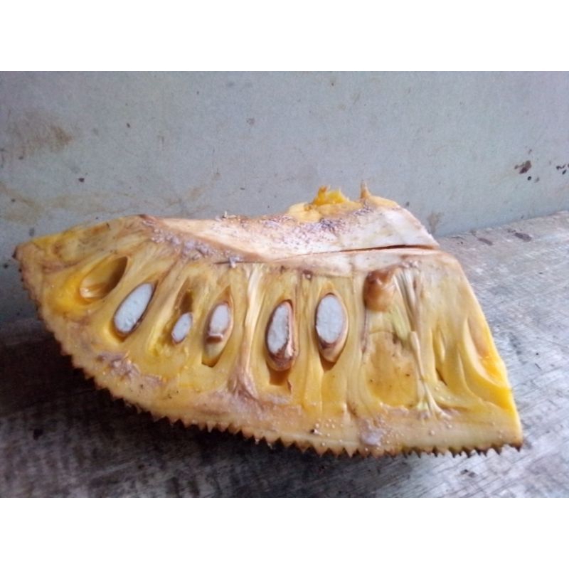 

nangka alami dari hutan manis banget