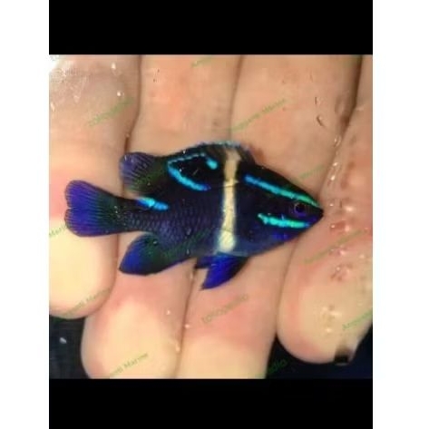 Ikan Hias Laut Betok Blueband