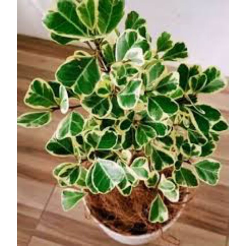 Tanaman hias ficus triangularis variegata - ficus triangularis