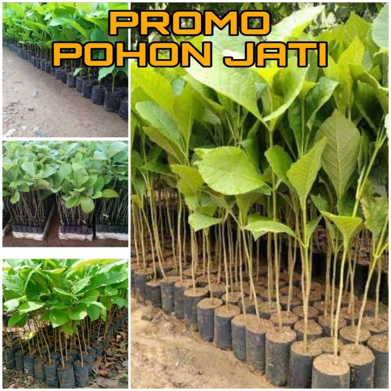 PROMO BIBIT POHON JATI SUPER