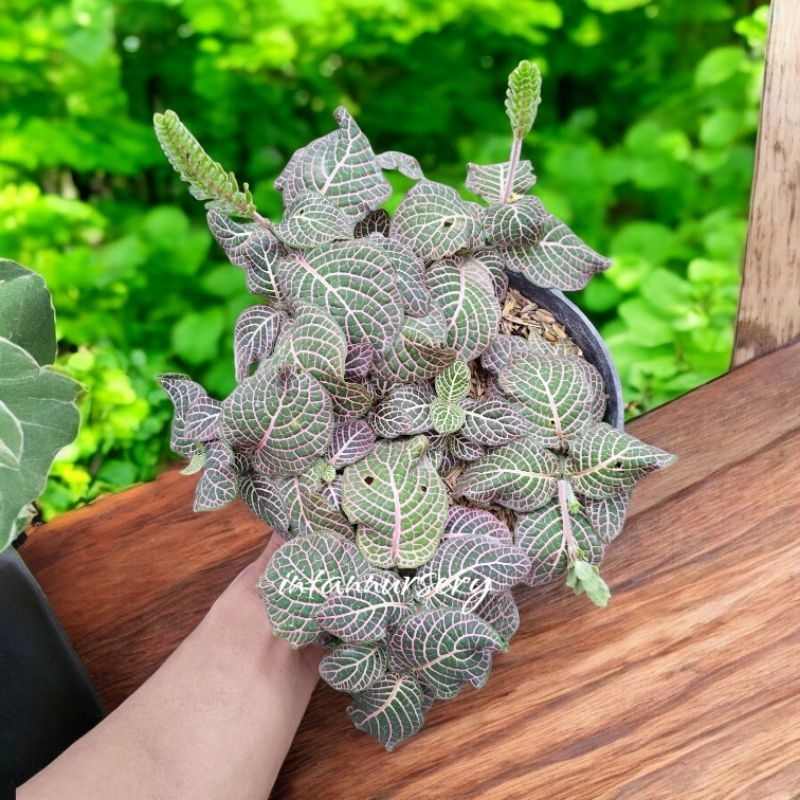Tanaman Hias Fittonia Pink Putih Daun Besar - Fittonia - Tanaman Gantung