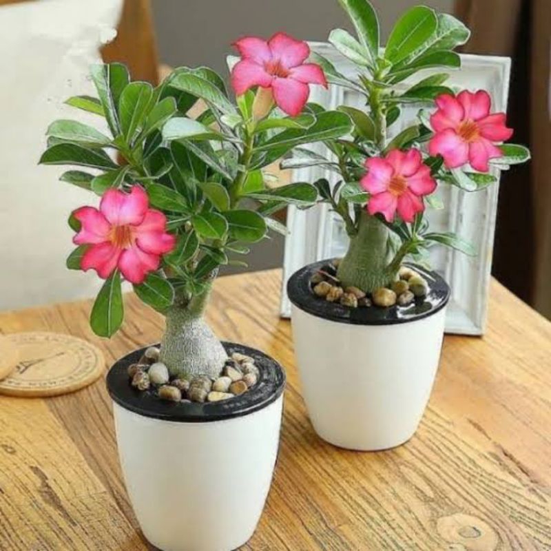 Adenium Kamboja Jepang Bunga Pink - bibit bonsai kamboja jepang bunga pink