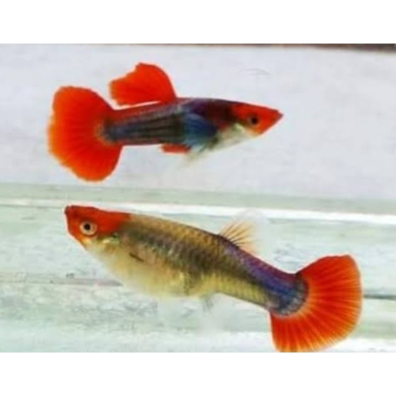 aksesoris aquarium (guppy PRT KOI) 7 pasang