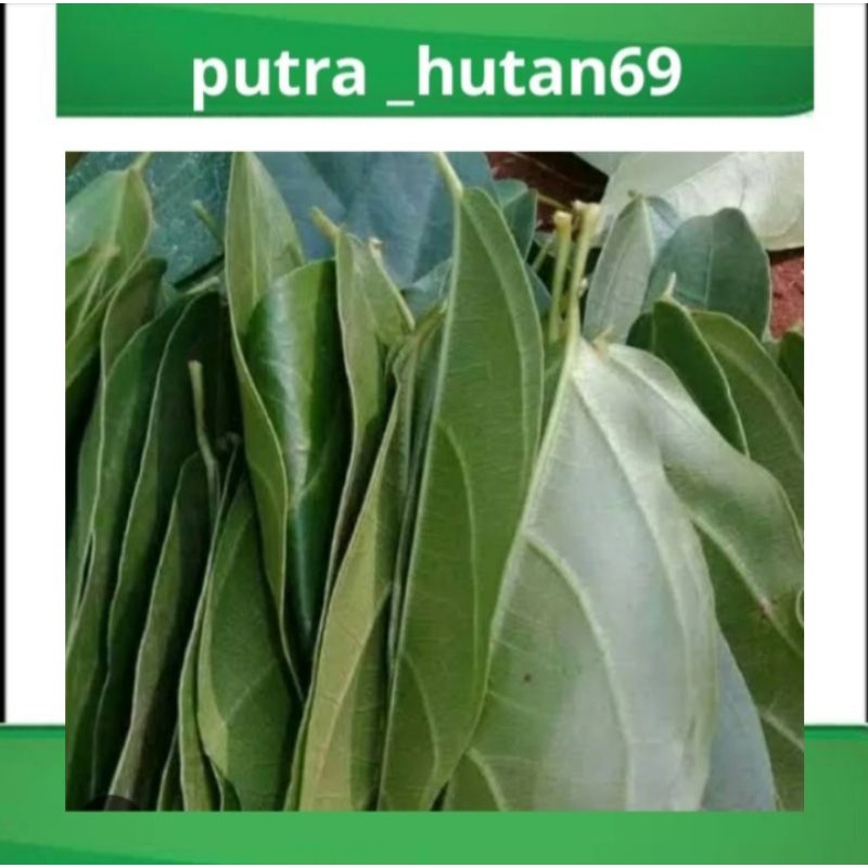 

PROMO DAUN KIPANAS/DAUN CINCAU 1KG HERBAL TERMURAH