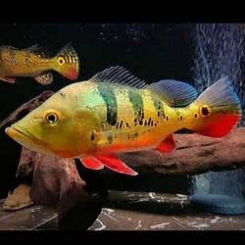 Pbass kelbery Good Marking Size Jumbo 10-11cm Pbass mono jumbo