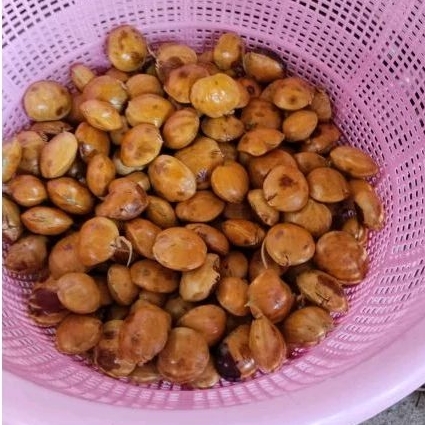 

Jengkol jengki tua 500gr