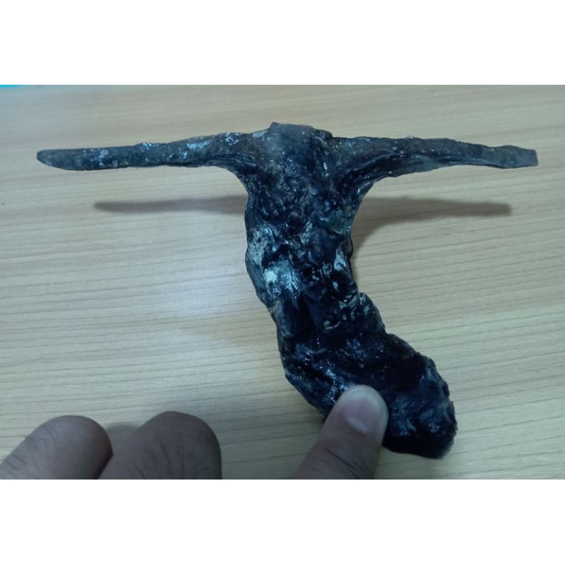 cangkang kerang Malleus Malleus (Black Hammer Oyster)