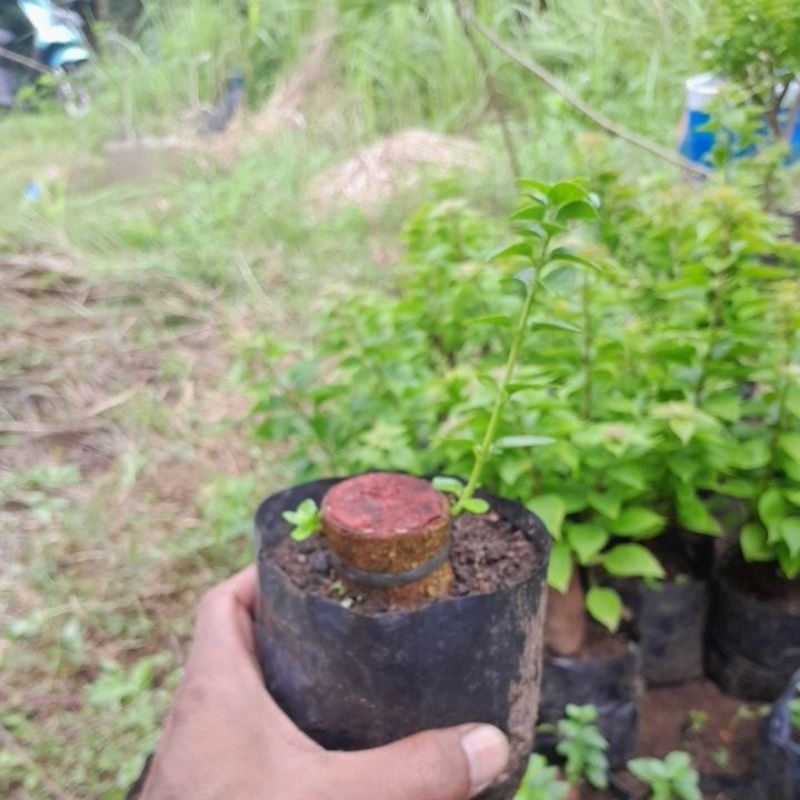 stek bahan bonsai sancang