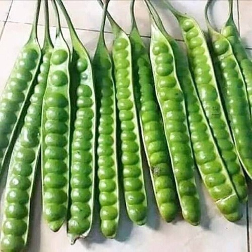 

Pete Petai Sayuran Masih Segar Fresh Jual Per Papan atau Satuan