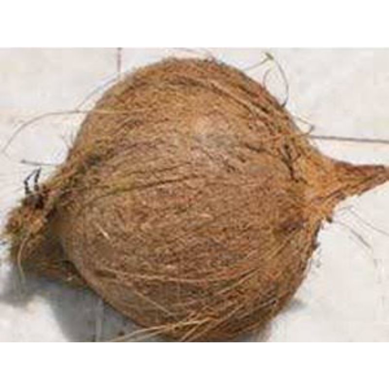 

kelapa tua 1000g