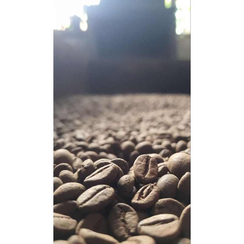 

kopimurni Asli dampit Robusta