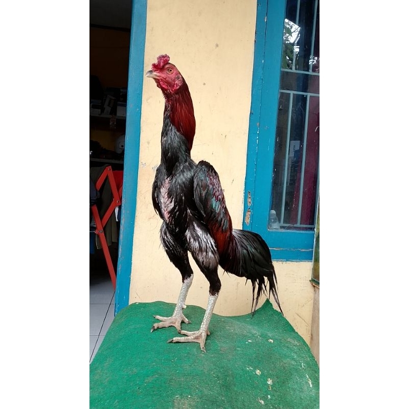 Ayam bangkok silang mangon pukul kepala leher super tehnik ayam muda siapan trah indukan juara bb 32