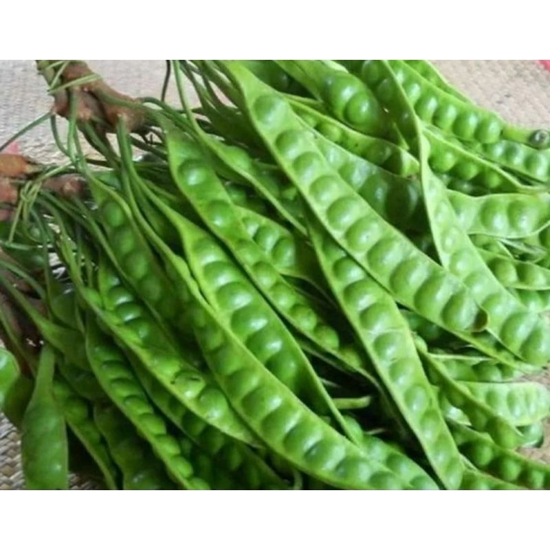 

Pete / petai 3pc 10pc