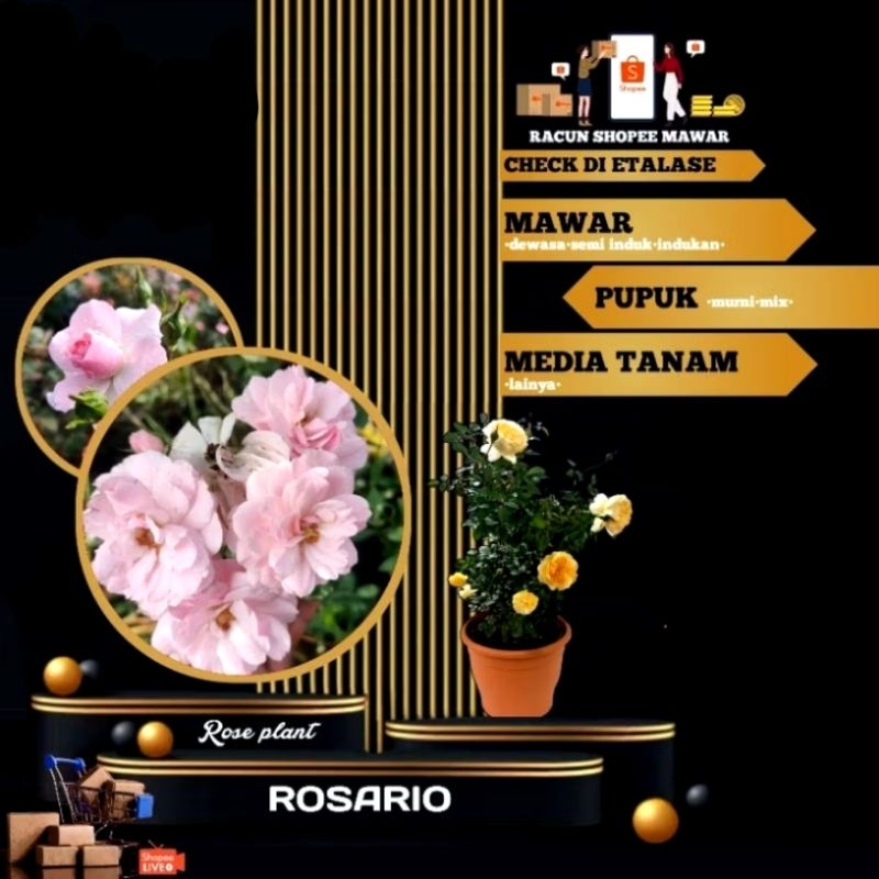 ROSARIO mawar import