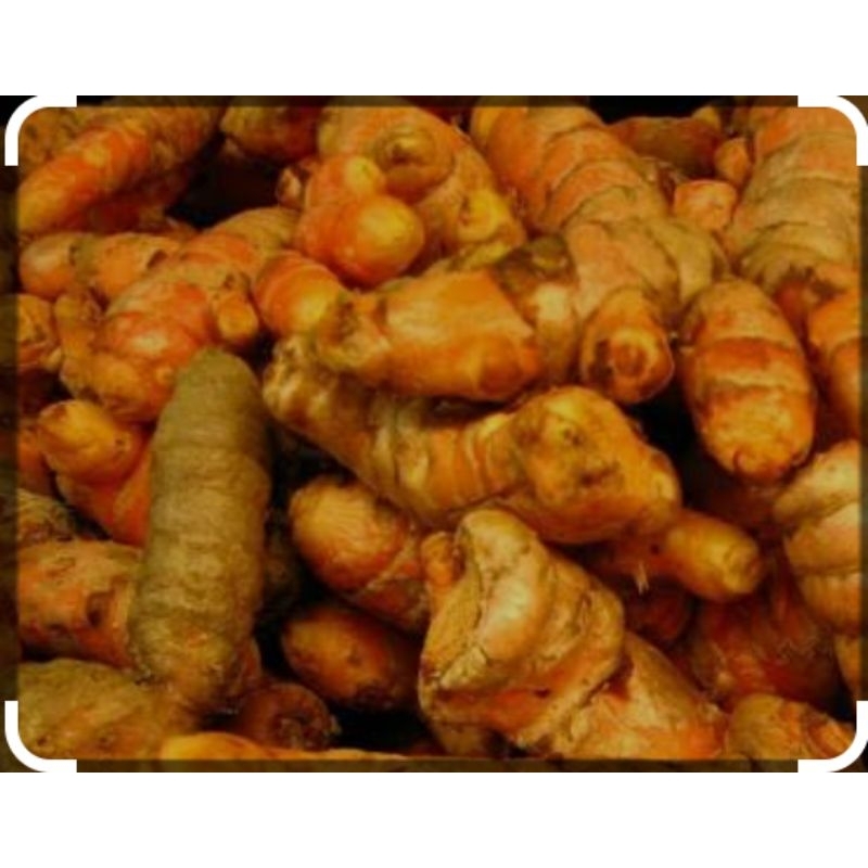 

KUNYIT/KUNIR FRESH 1KG