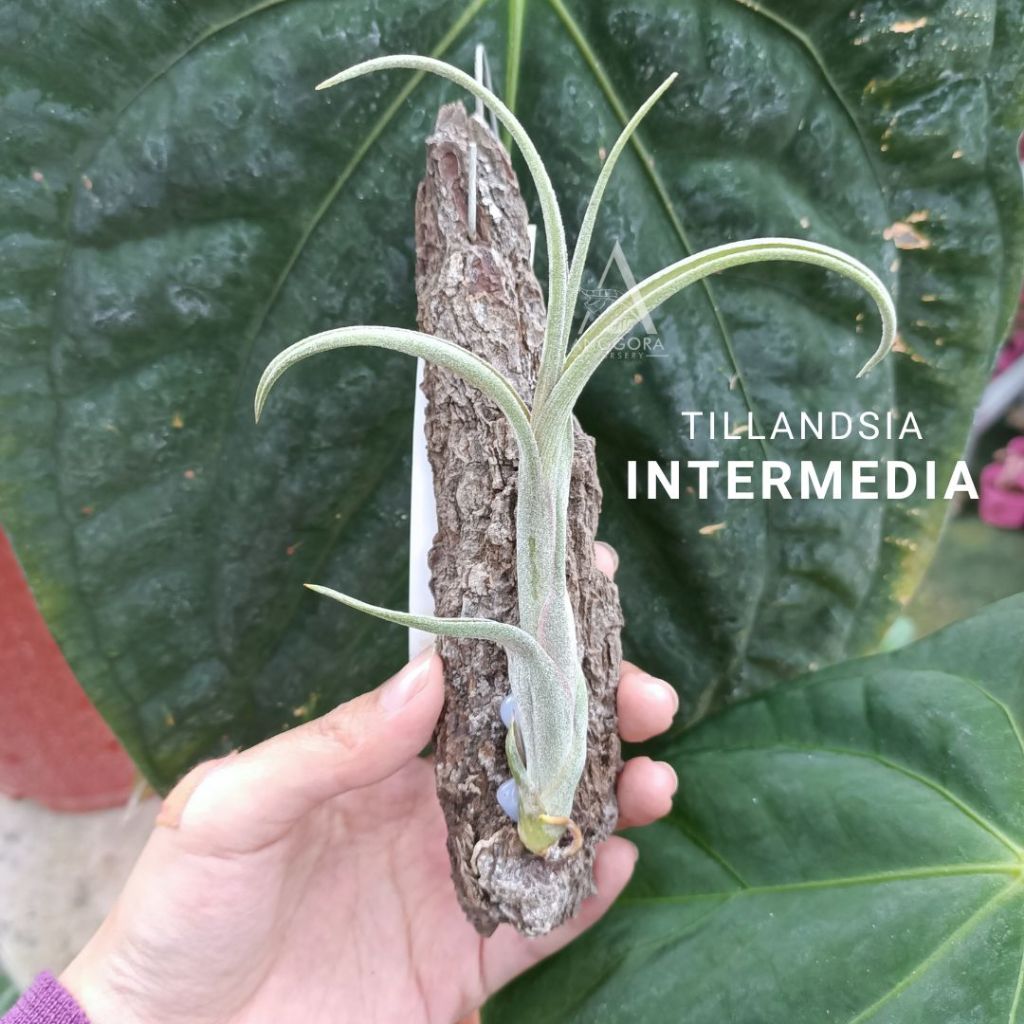 Tillandsia Intermedia L