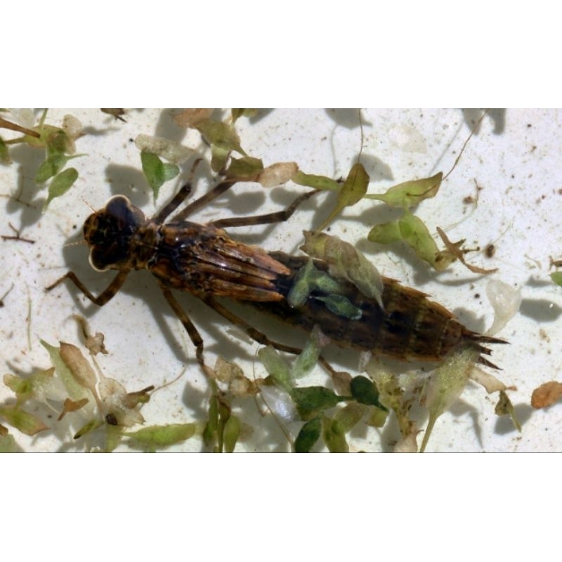 LARVA CAPUNG/Otet-0tet/UNIL Hidup 50ekor