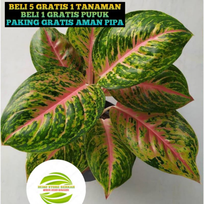 Aglonema Big Papa Dewasa Jumbo